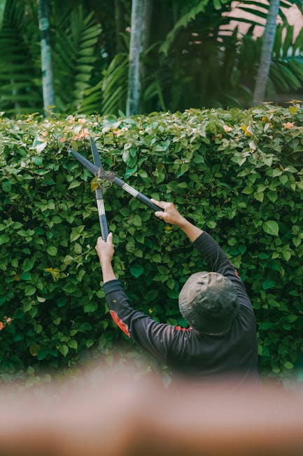 A person wearing a dark long-sleeved shirt and a hat is trimming a well-maintained hedge with long-handled pruning shears in a garden. The hedge consists of dense, green foliage with small, pale pink